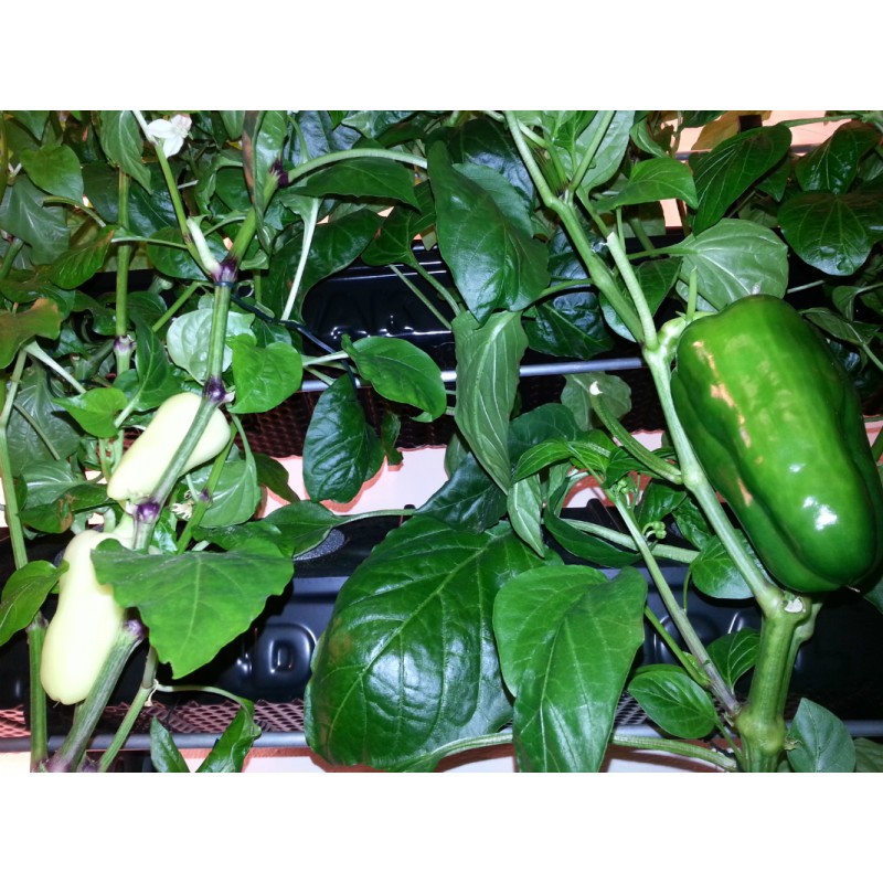 792___vertical-hydroponic-system-four-walls-small-4sm.jpg
