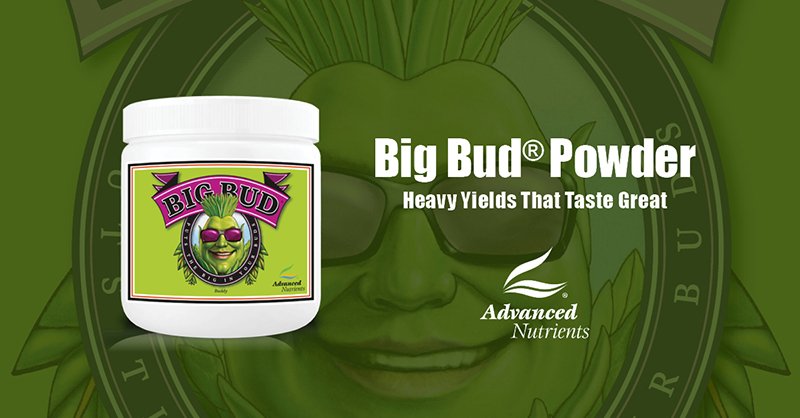 big-bud-powder-800x418-1.jpg