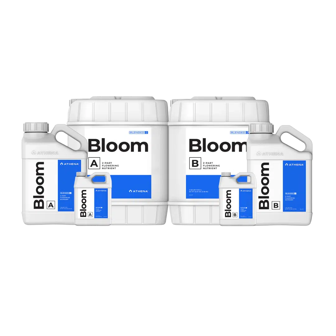 Bloom-AB