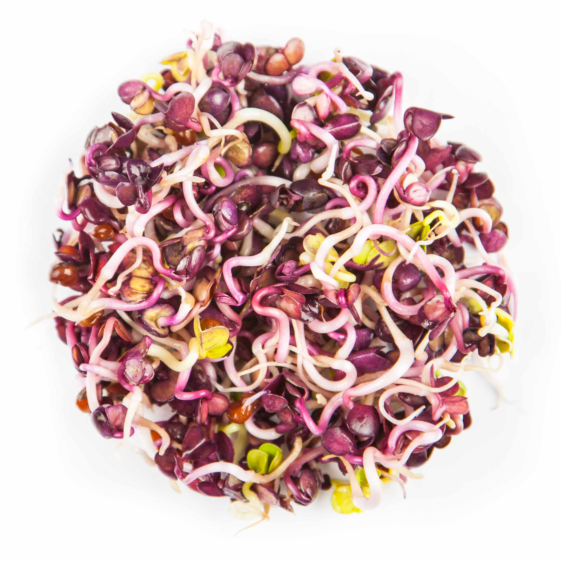 Radish-Red-Rambo-Sprouts-1