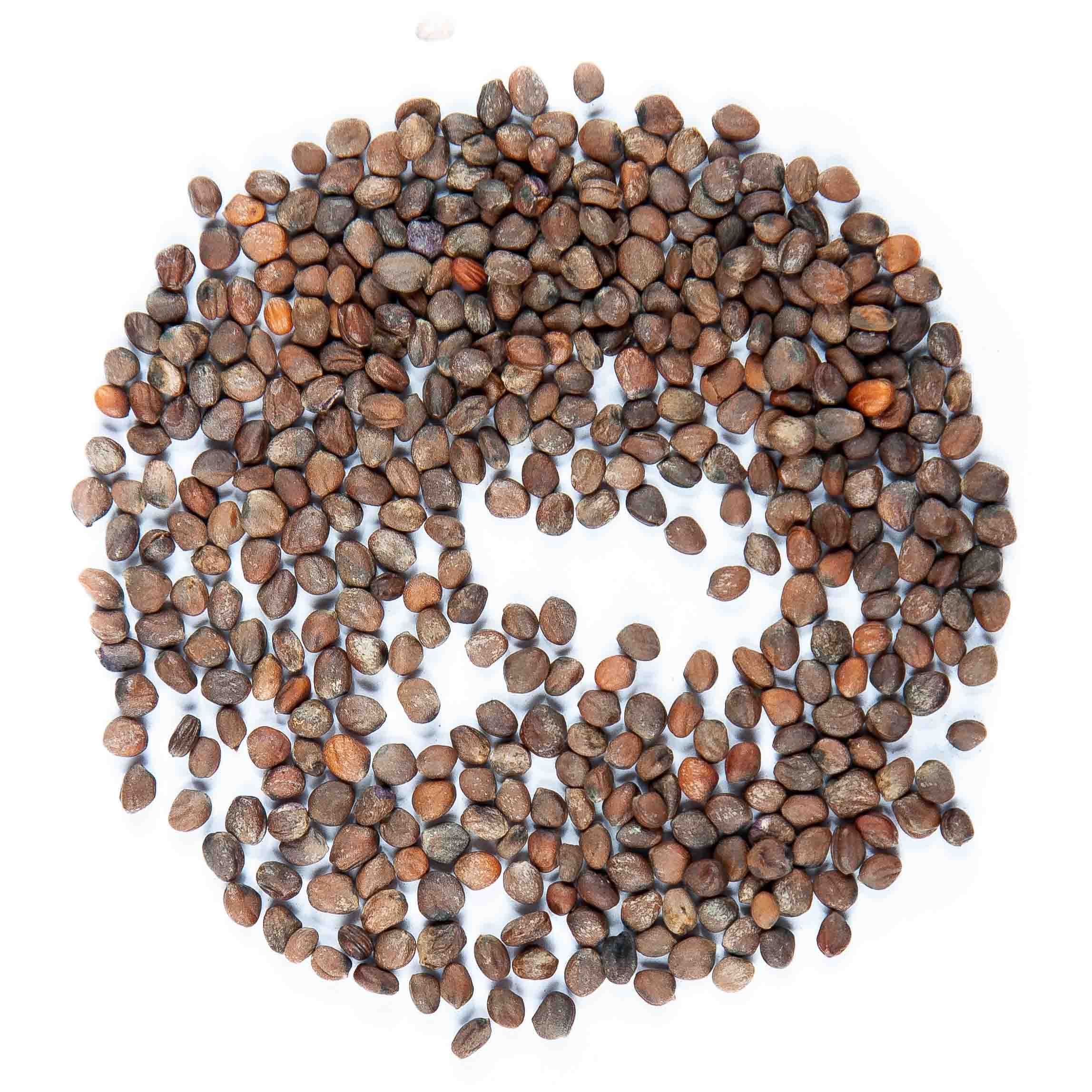 radish-rambo-seeds-1