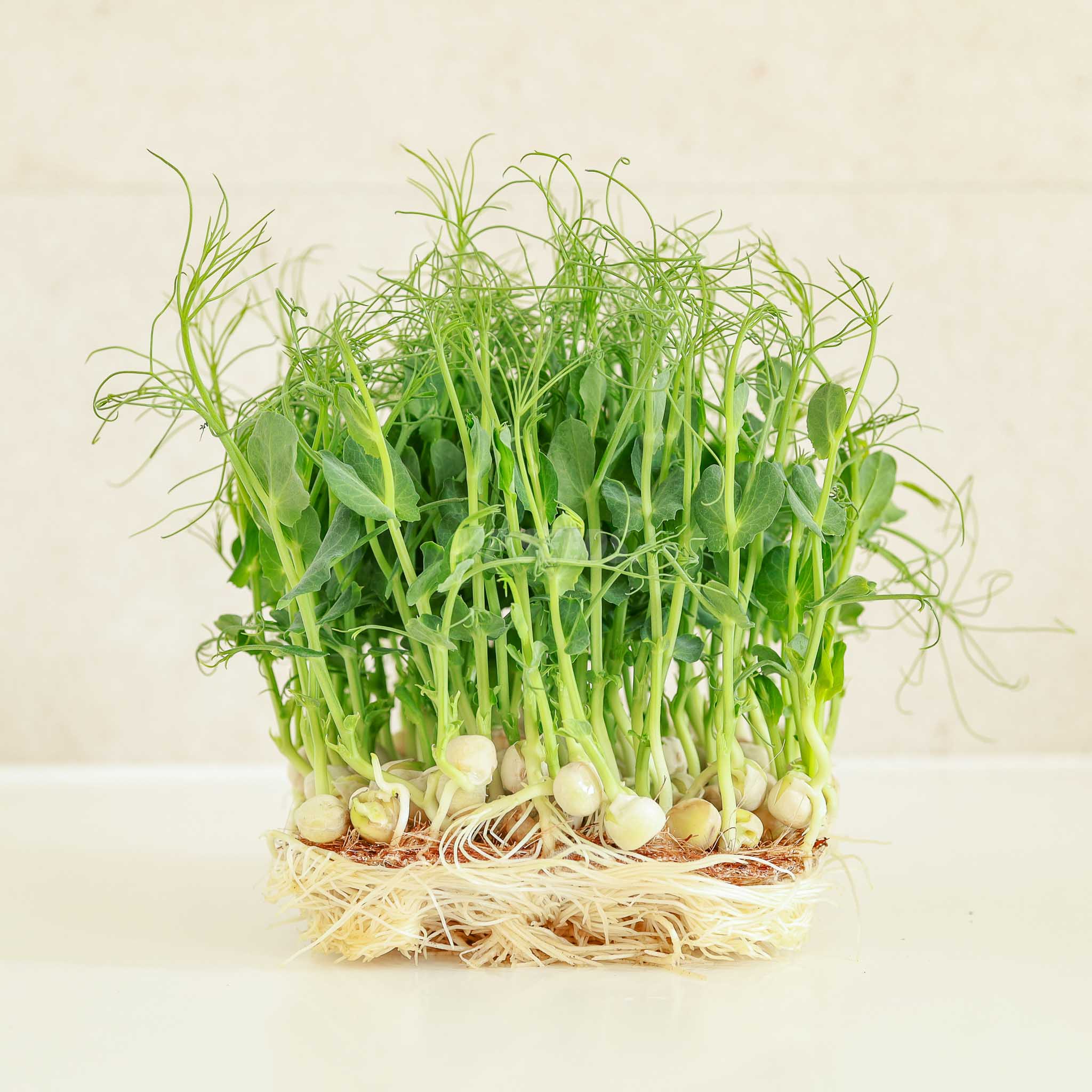 Microgreens-Seeds-for-growing-Pea-Jumbo3