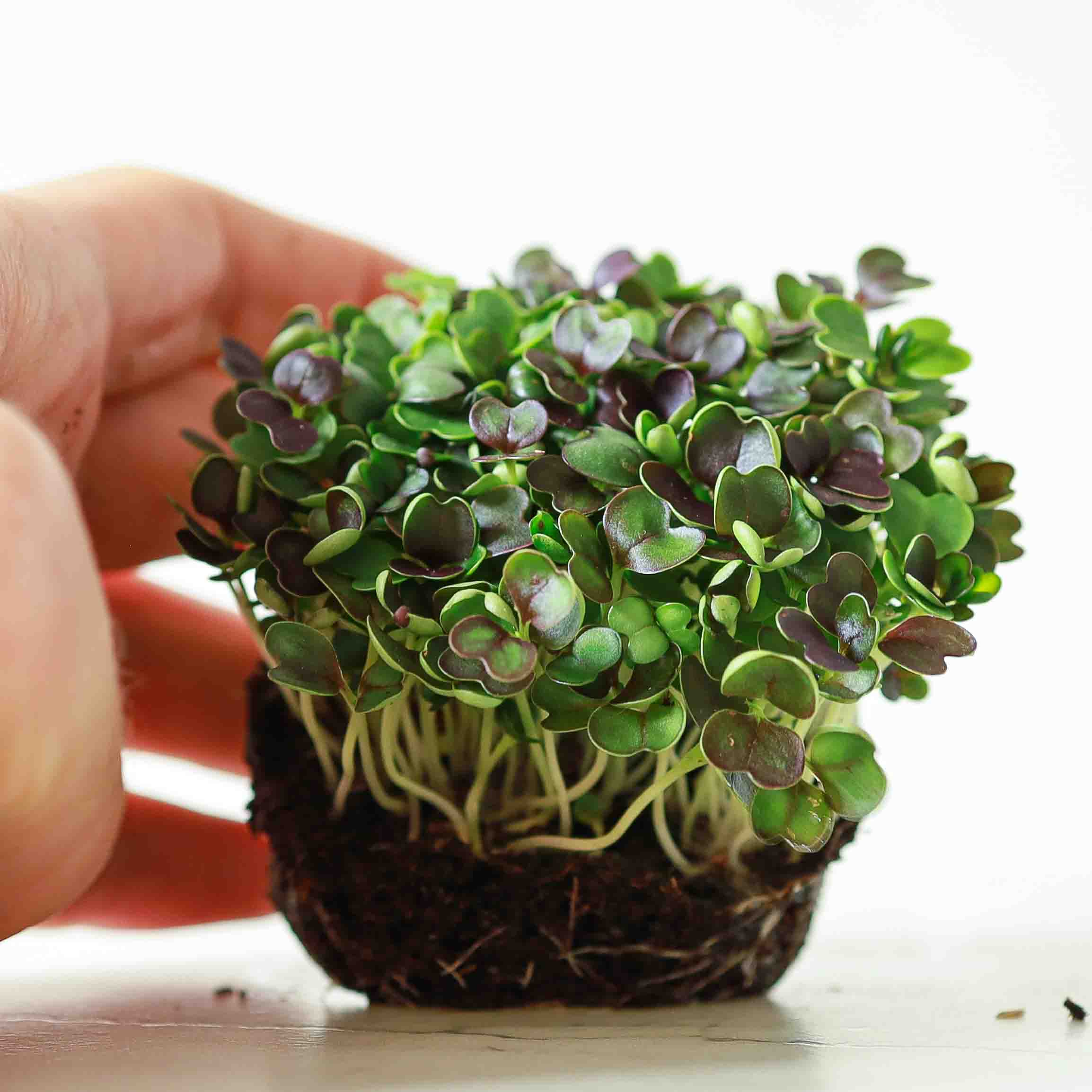 PakChoi-Red-Micro-Greens-seeds3