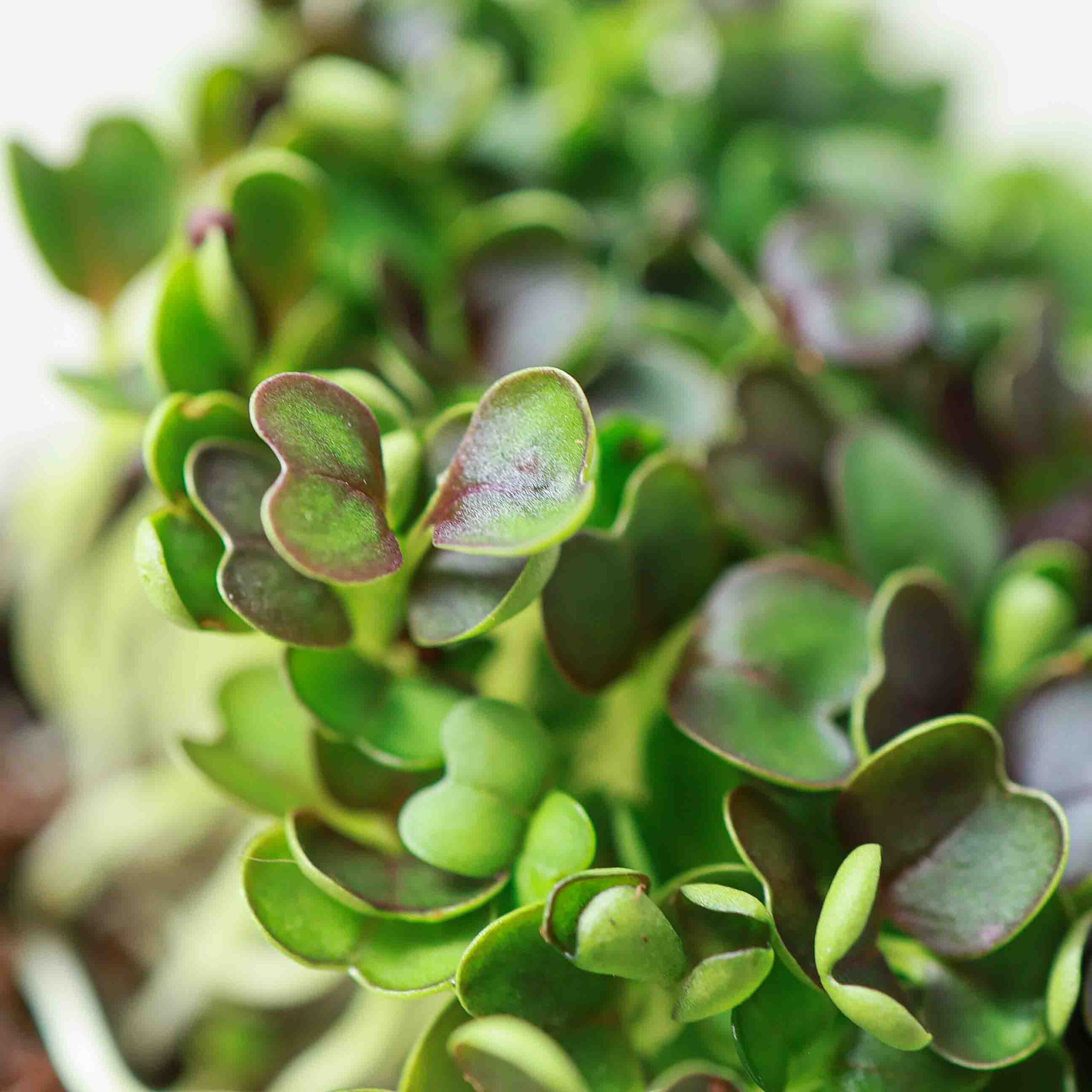 Red-Pak-Choi-Microgreens-Seeds2-scaled-1