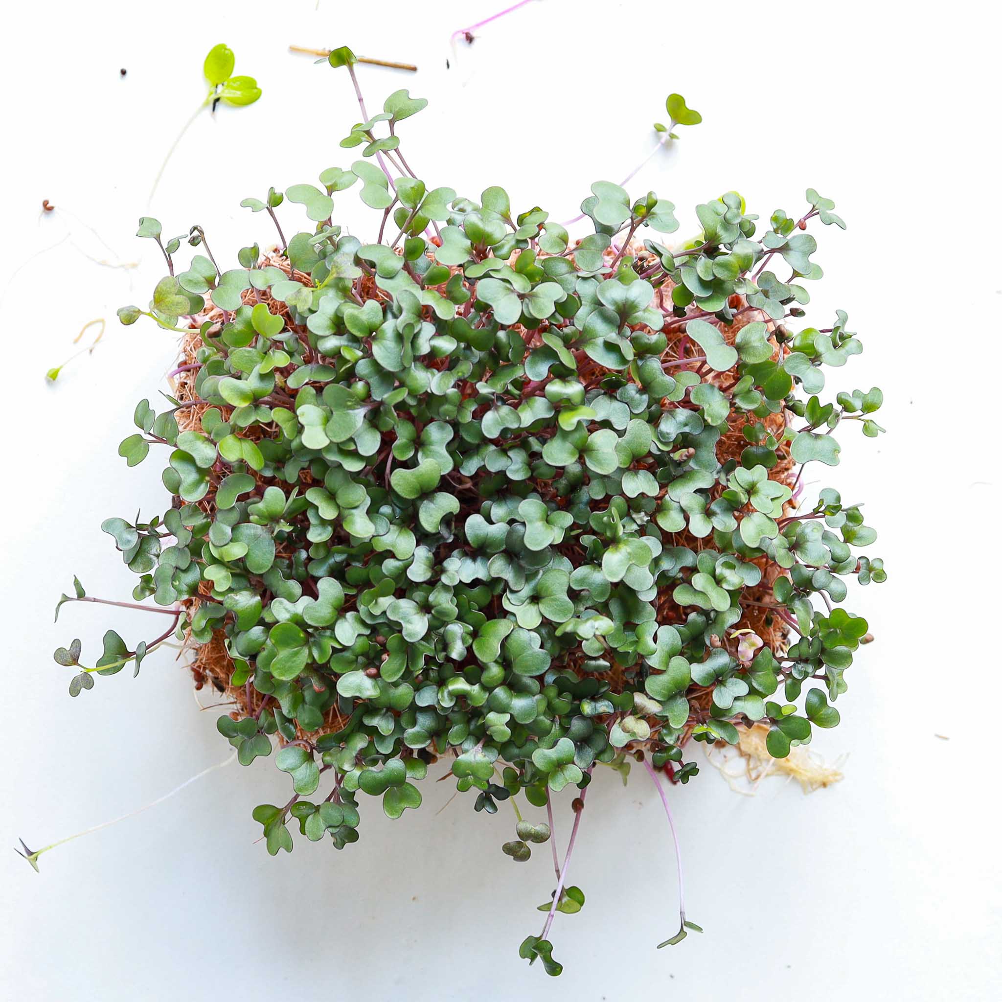 Sesja-25-IV-2024-Microgreens-Seeds-162