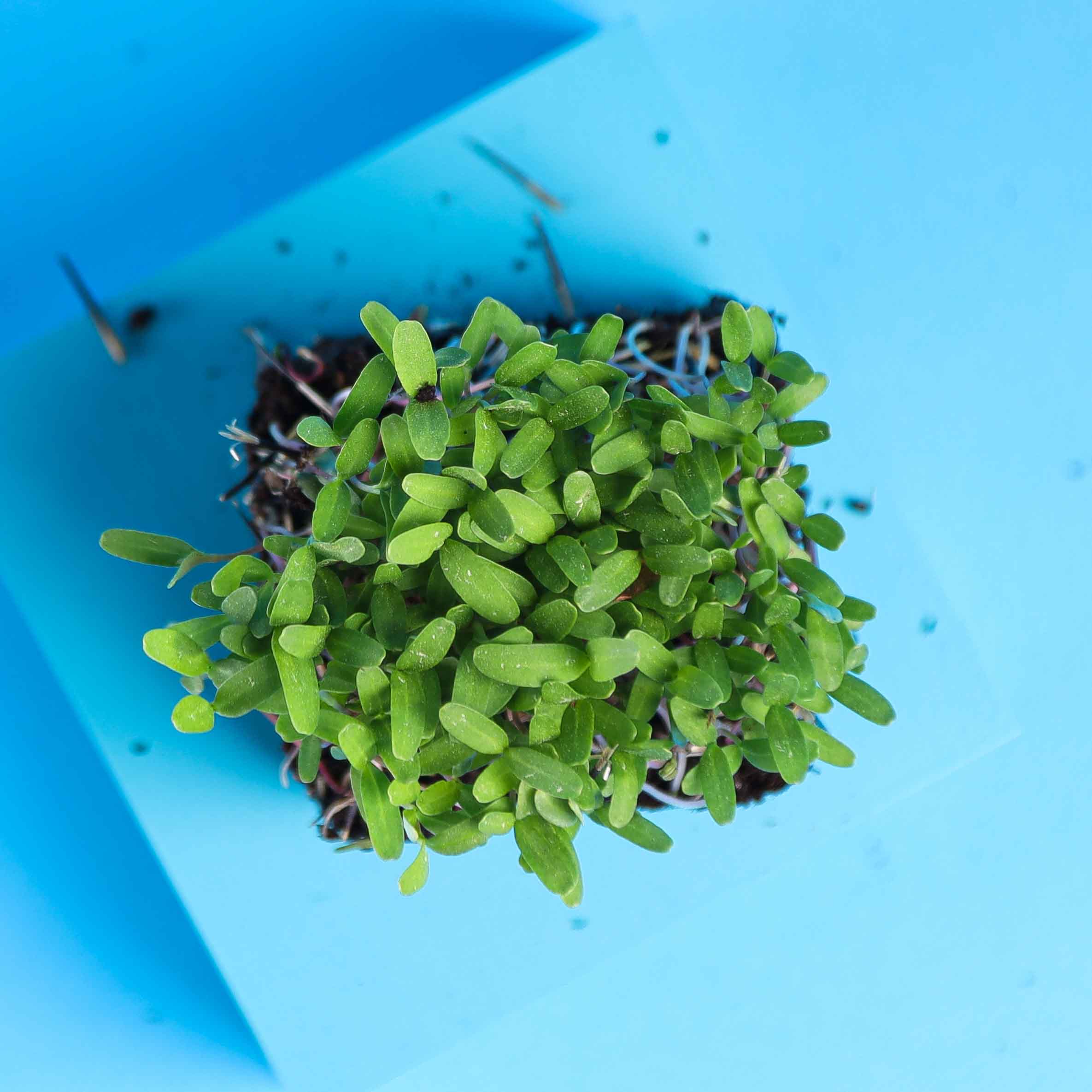 Tagette-Pink-Microgreens-from-top2