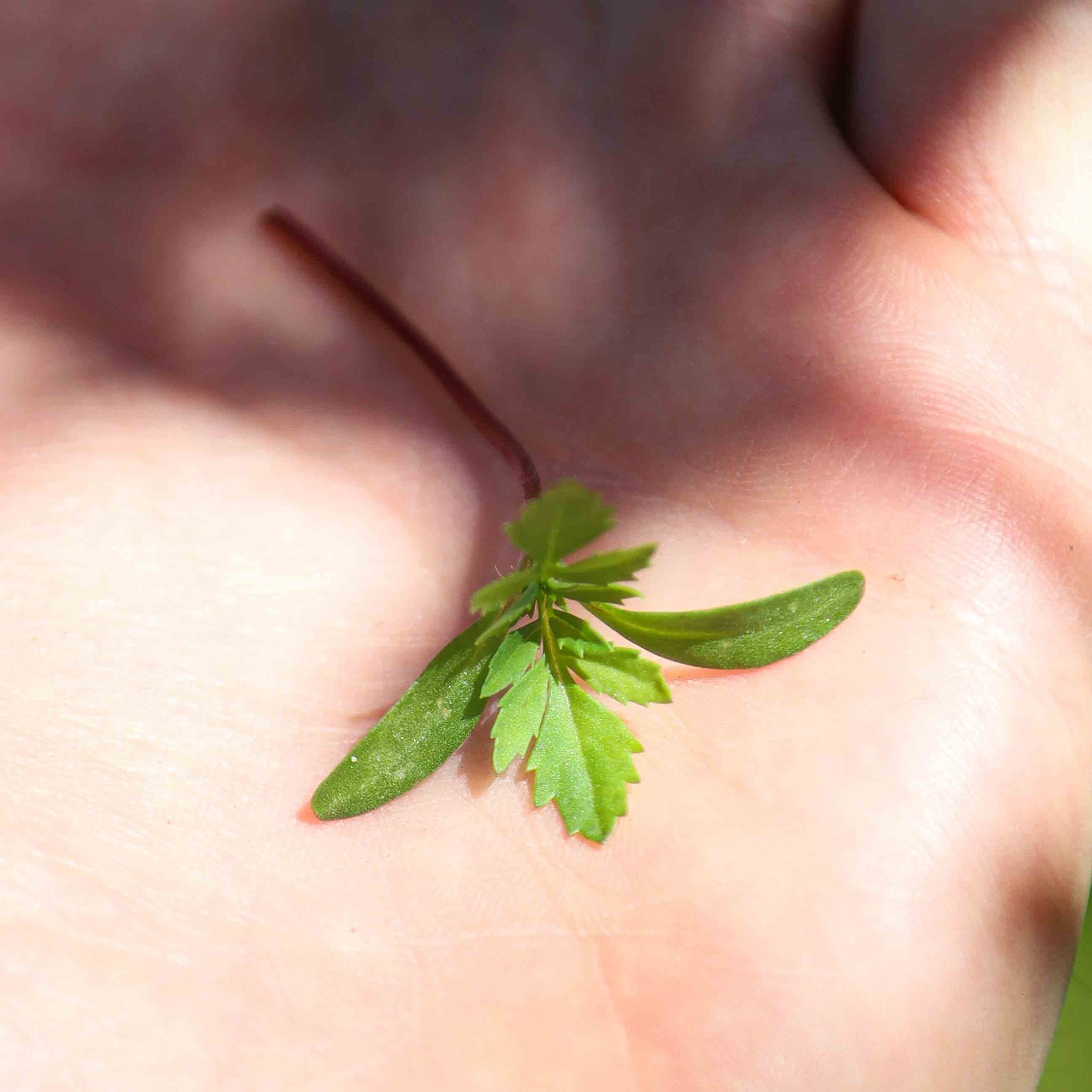 Tagette-Pink-Microgreens-leaf4-scaled-1