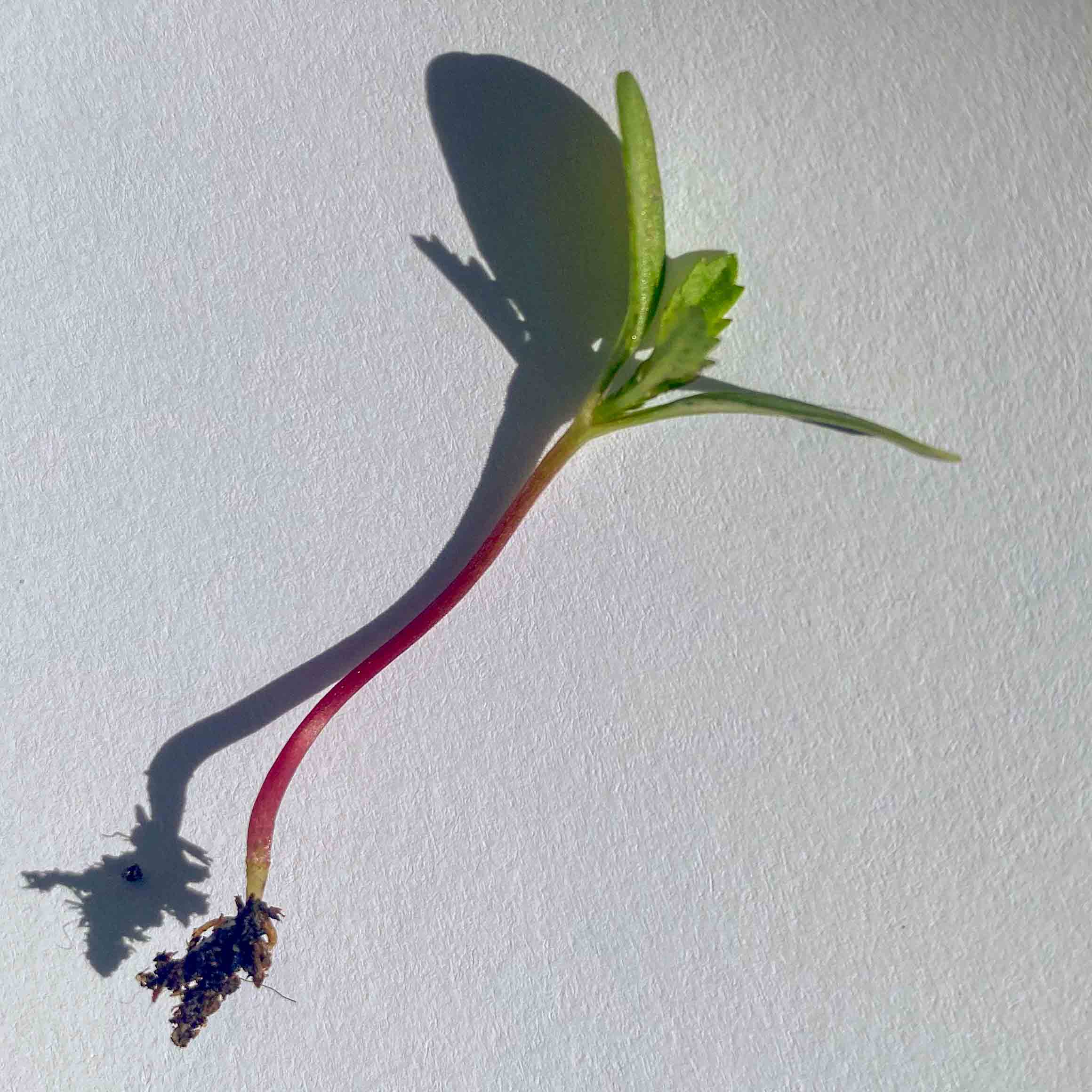 Tagette-Pink-Microgreens5
