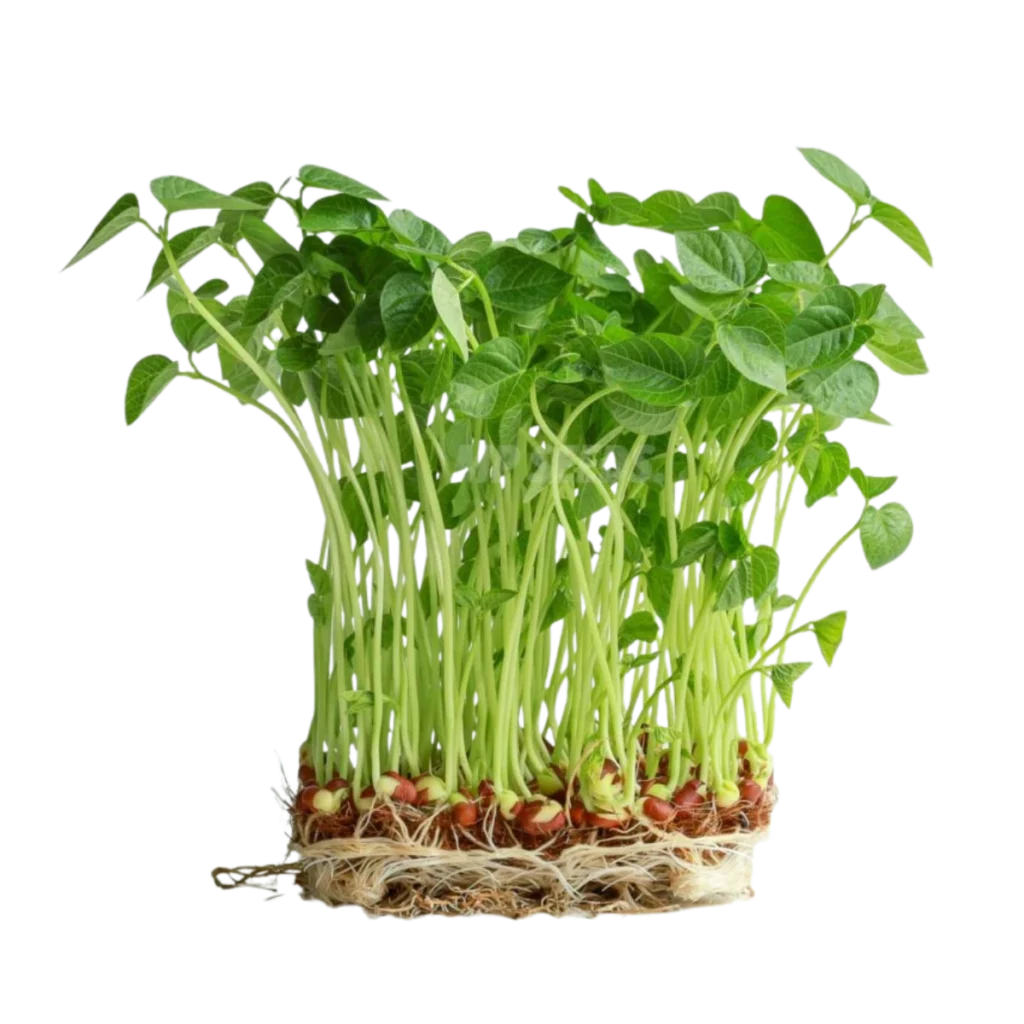 Adzukibønner – frø til spirer og microgreens