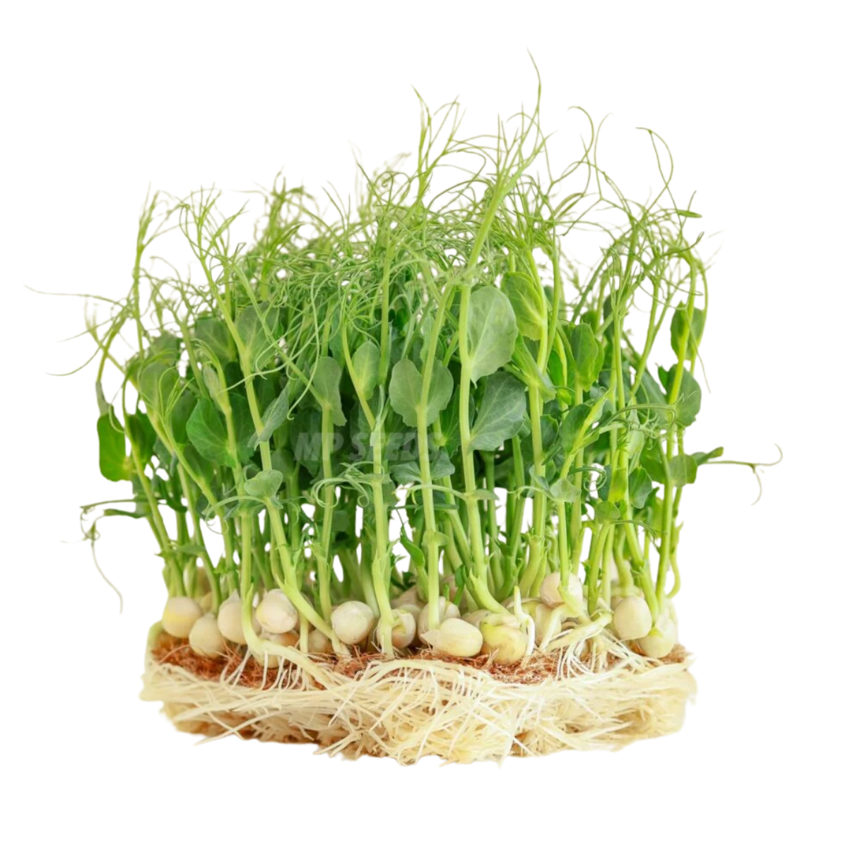aerteskud-jumbo-froe-til-microgreens