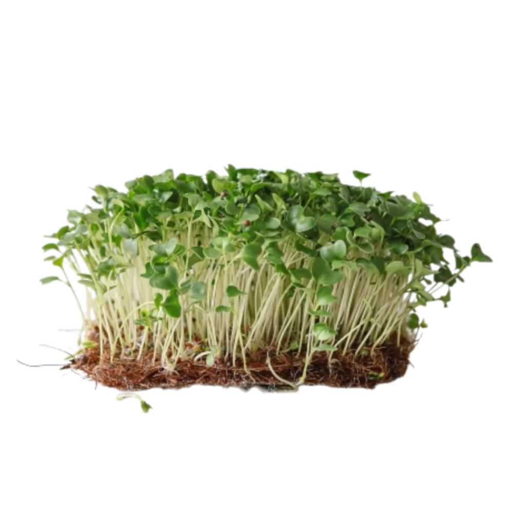 Broccoli Calabrese – frø til microgreens