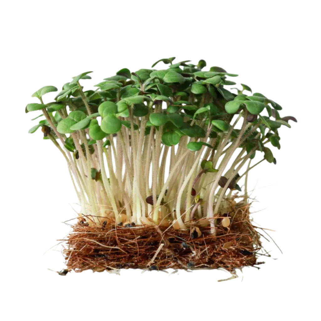 Hvid sennep – frø til microgreens