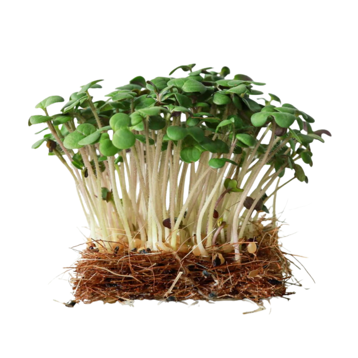 hvid-sennep-froe-til-microgreens