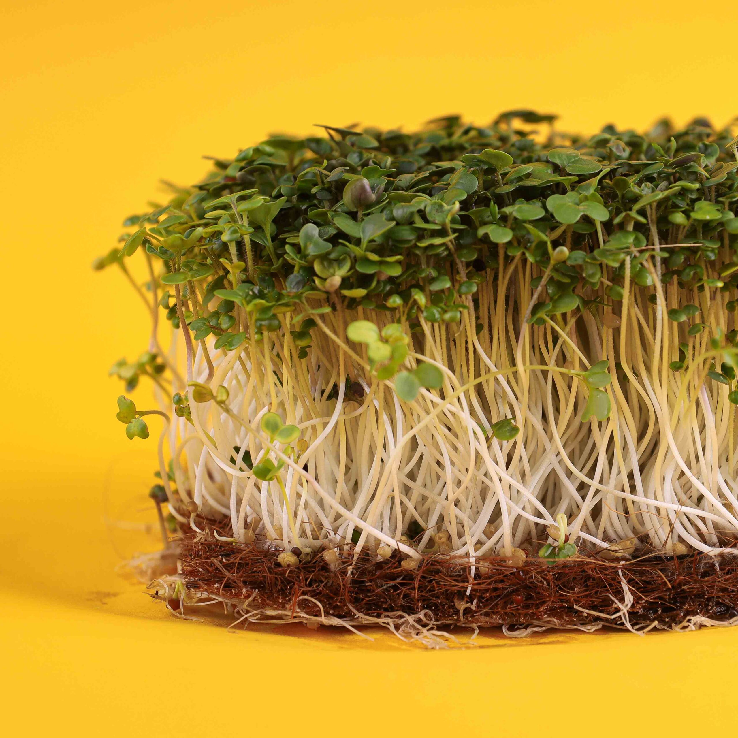 mustard-white-microgreens-on-coconut-soil3-scaled-1