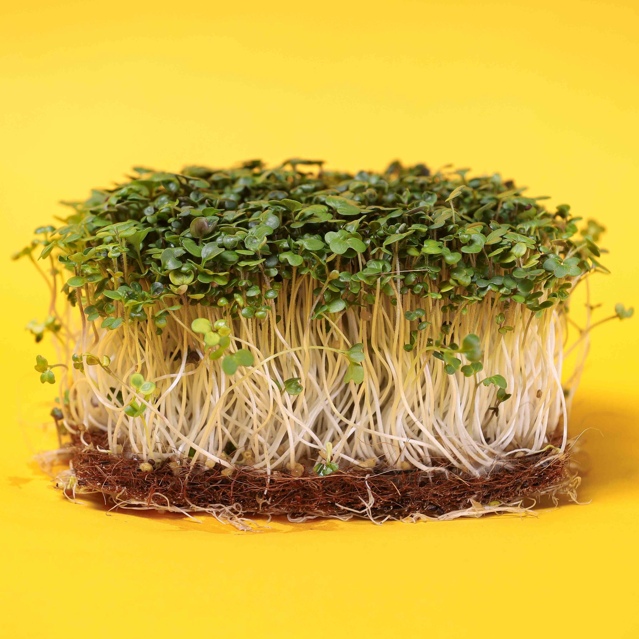 mustard-white-microgreens2-scaled-1