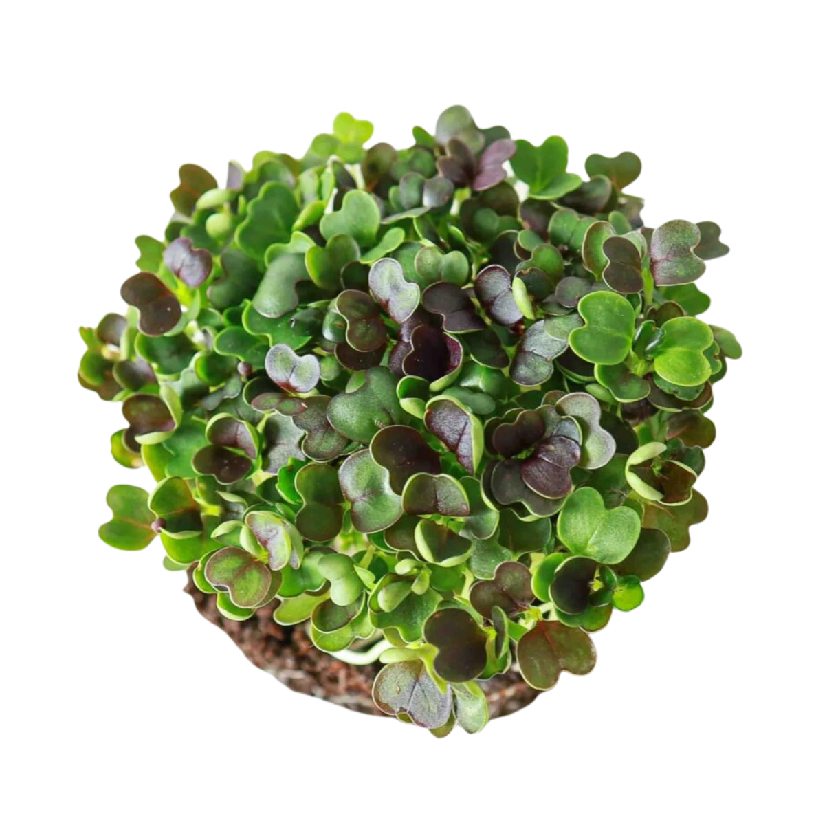 roed-pak-choi-froe-til-microgreens