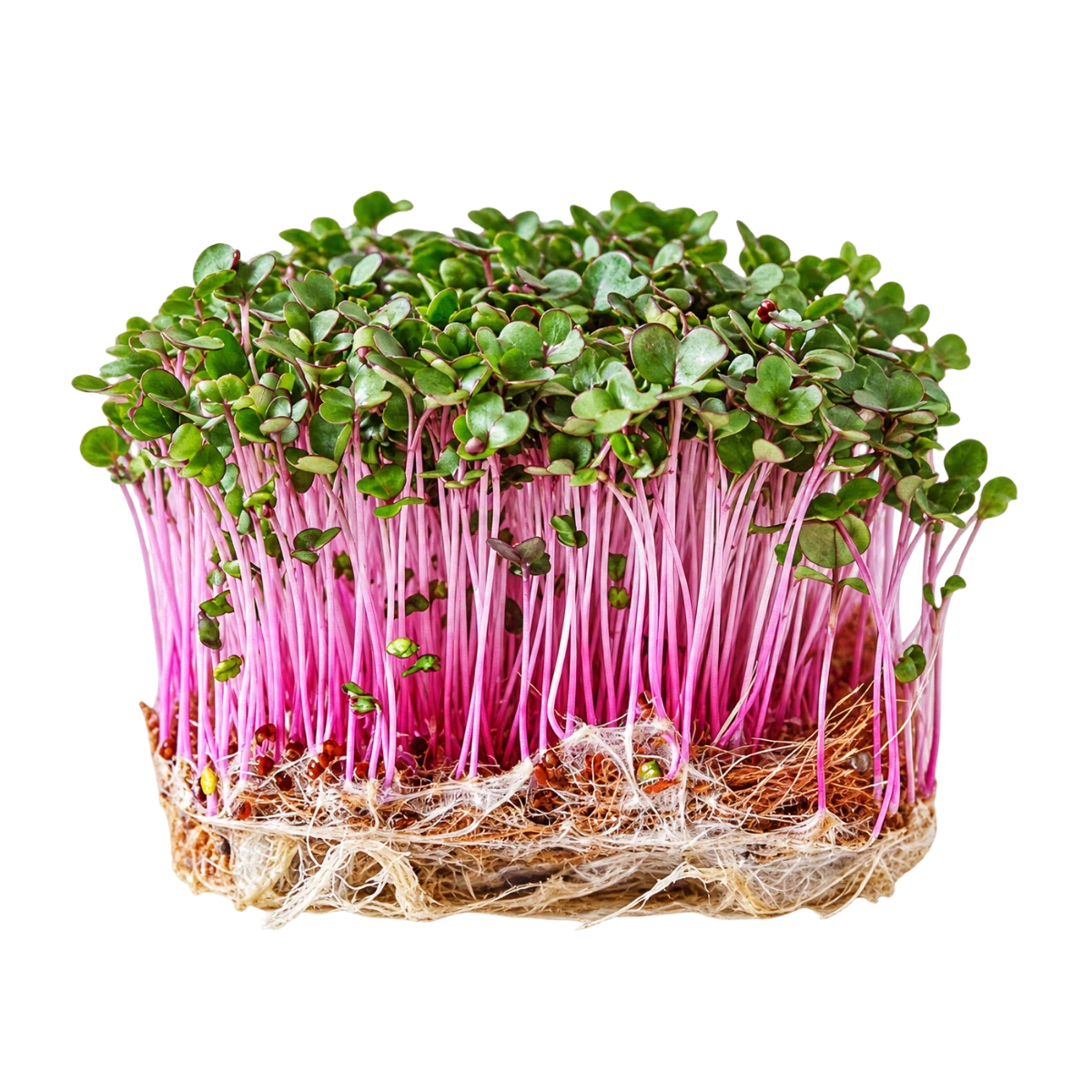 roedkaal-froe-til-microgreens
