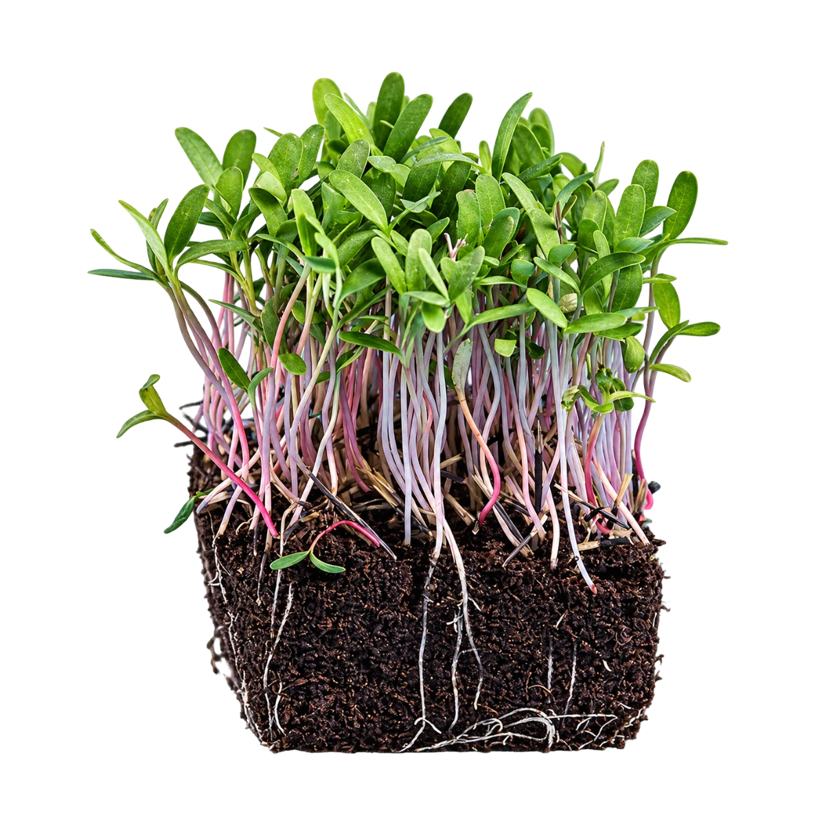 tagetes-pink-microgreens-froe