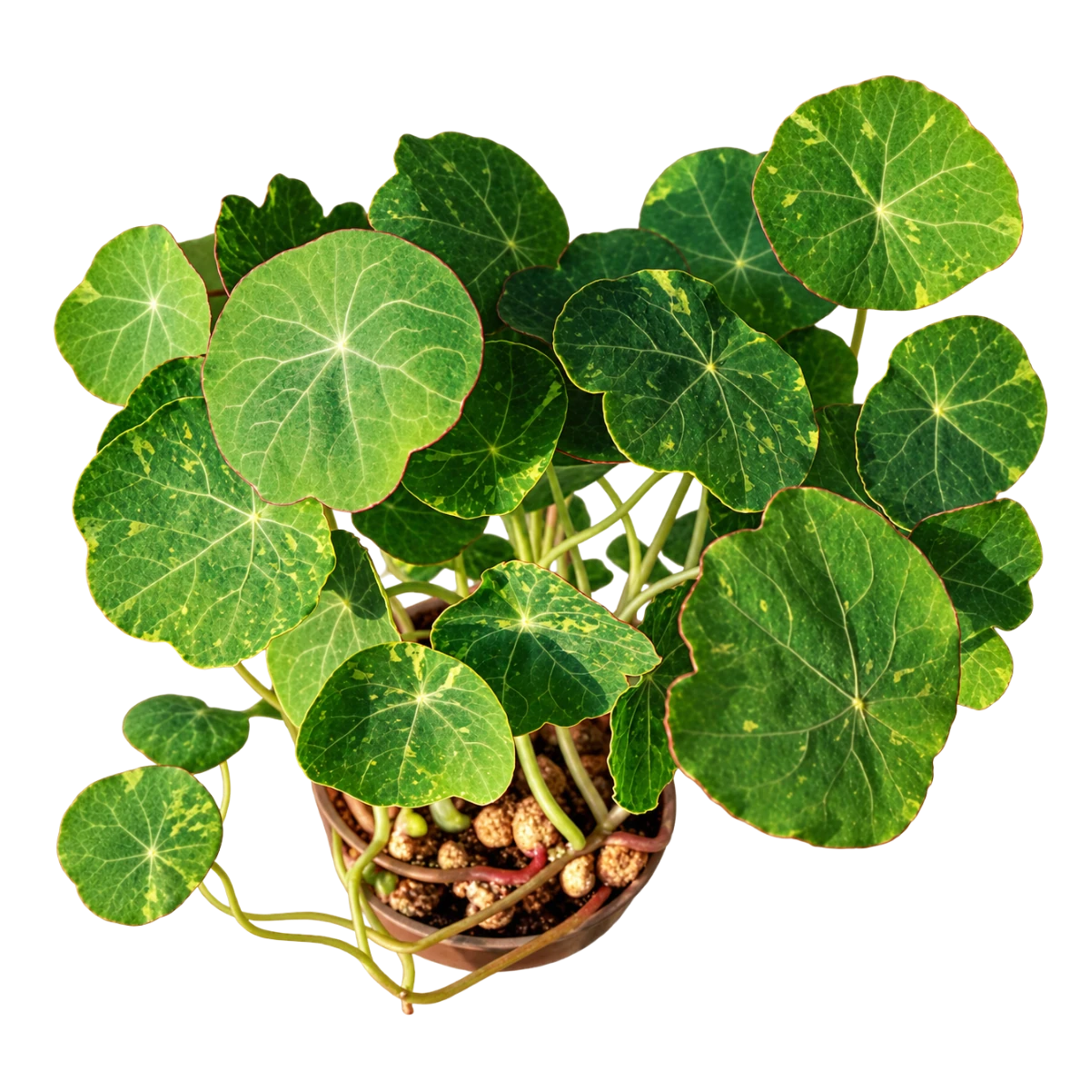 tallerkensmaekker-alaska-froe-til-microgreens